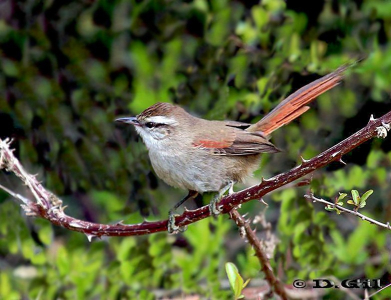TREPADORCITO (Cranioleuca pyrrhophia) - Laguna del Diario-MALDONADO (Agosto 2011)